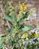 Melilotus italicus. Соцветие с цветками и завязавшимися плодами. Israel, Upper Galilee, Har Shezor. Апрель 2008 г.