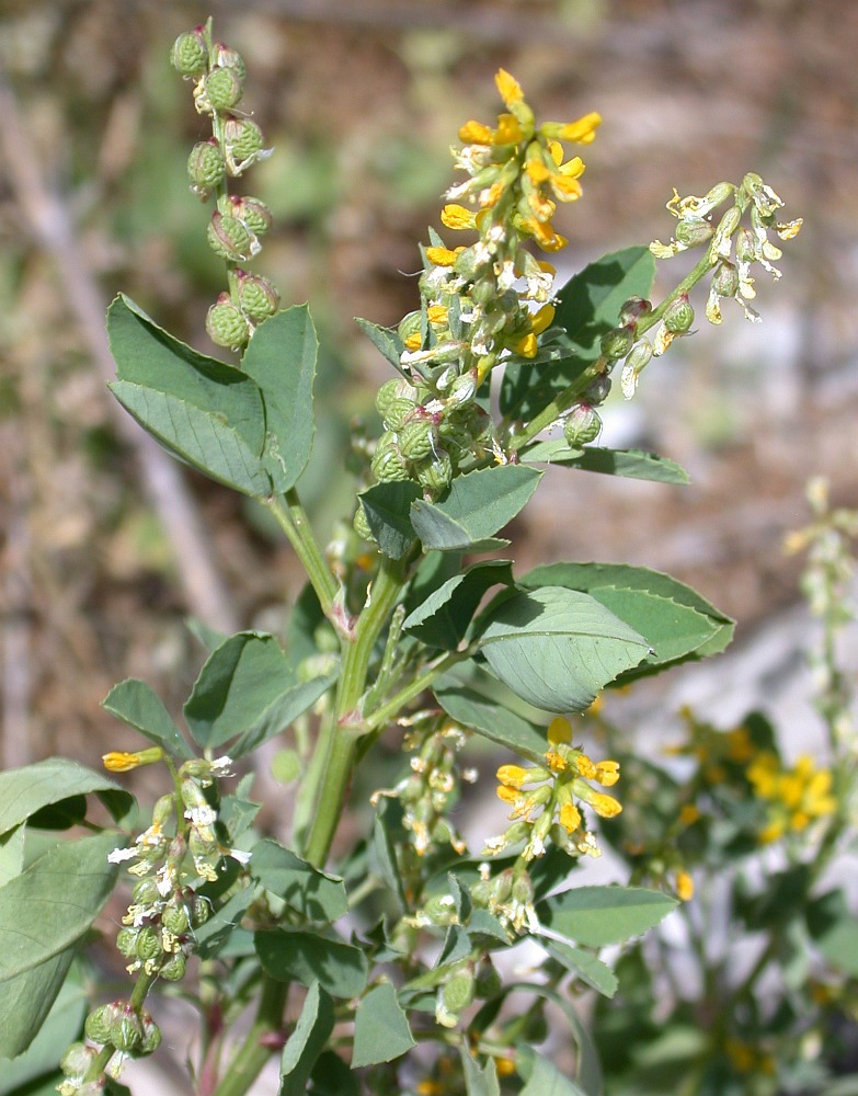 Изображение особи Melilotus italicus.