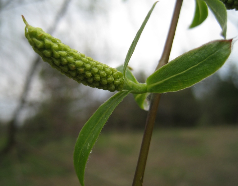Image of Salix triandra specimen.