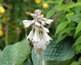 Hosta sieboldiana