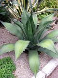 genus Agave. Культивируемое растение. Монако, Монте-Карло, французский сад напротив Казино. 19.06.2012.