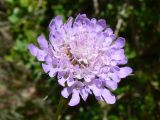 Scabiosa columbaria. Соцветие. Испания, автономное сообщество Каталония, провинция Барселона, монастырь Монтсеррат, обочина тропинки в лиственном лесу на склоне скалы. 09.07.2012.