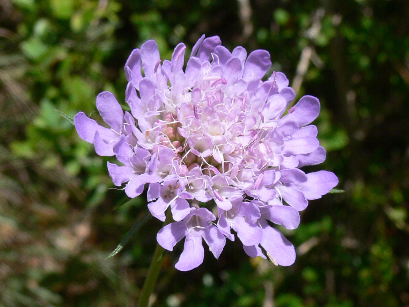 Изображение особи Scabiosa columbaria.