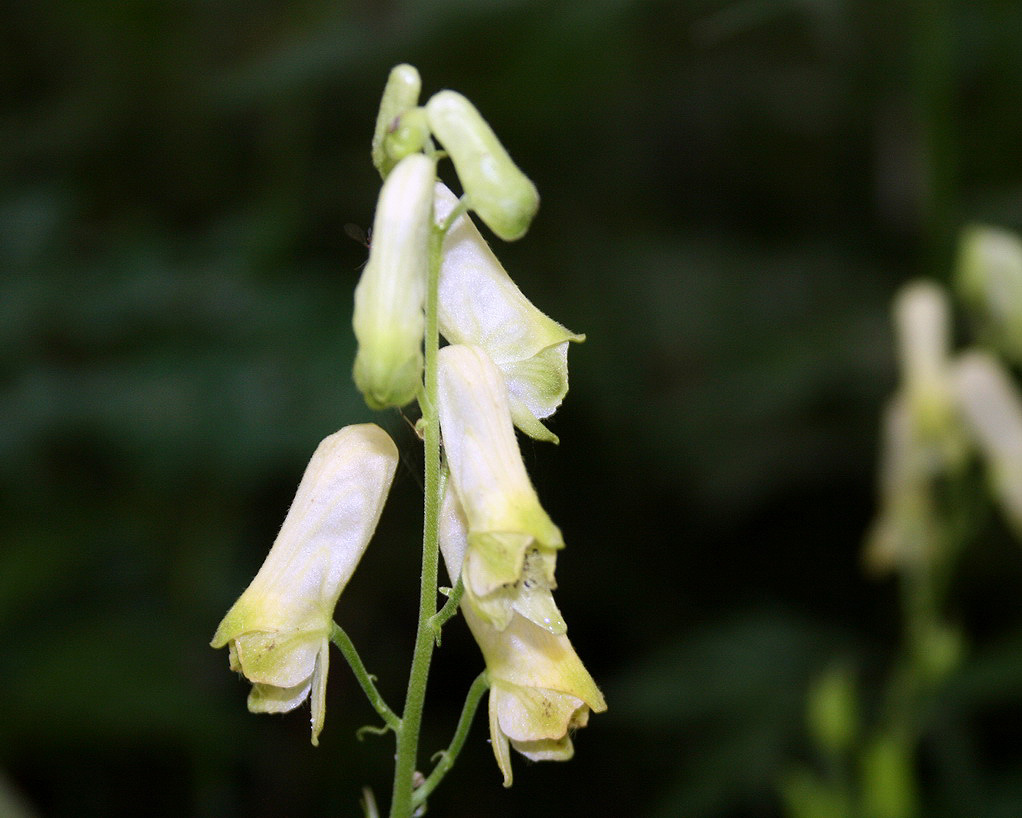 Image of Aconitum umbrosum specimen.
