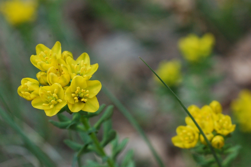 Image of Haplophyllum suaveolens specimen.