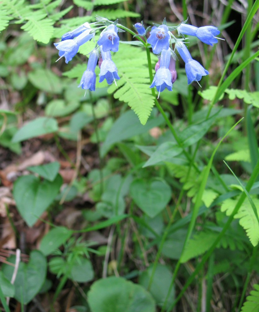 Изображение особи Mertensia stylosa.