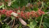 Rumex marschallianus