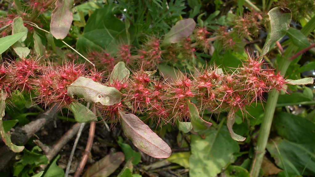 Изображение особи Rumex marschallianus.