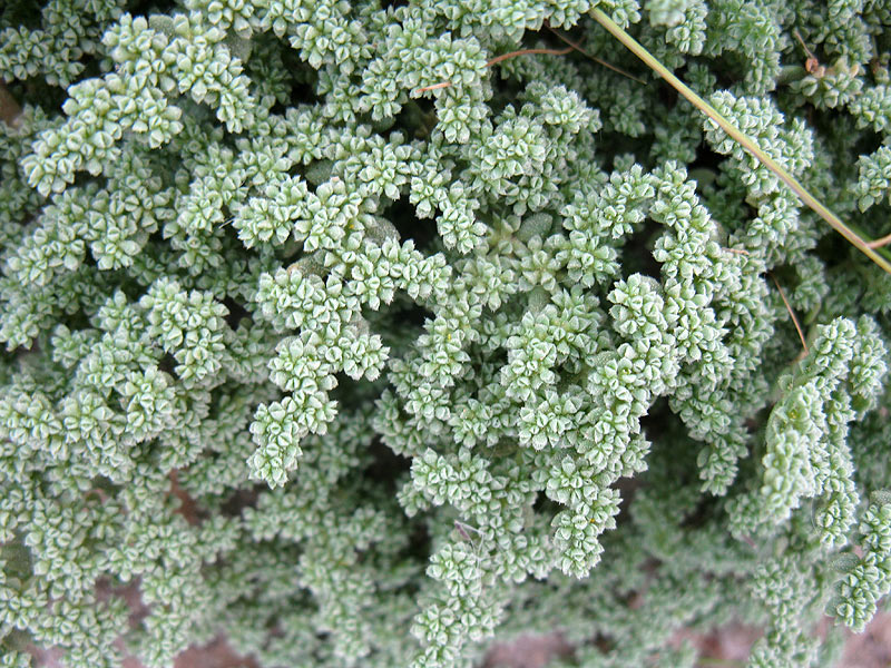 Image of Herniaria hemistemon specimen.