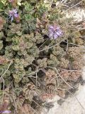 Coleus neochilus. Цветущие растения. Израиль, г. Беэр-Шева, городское озеленение. 13.04.2013.