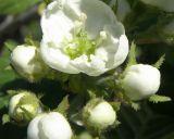 Crataegus macracantha