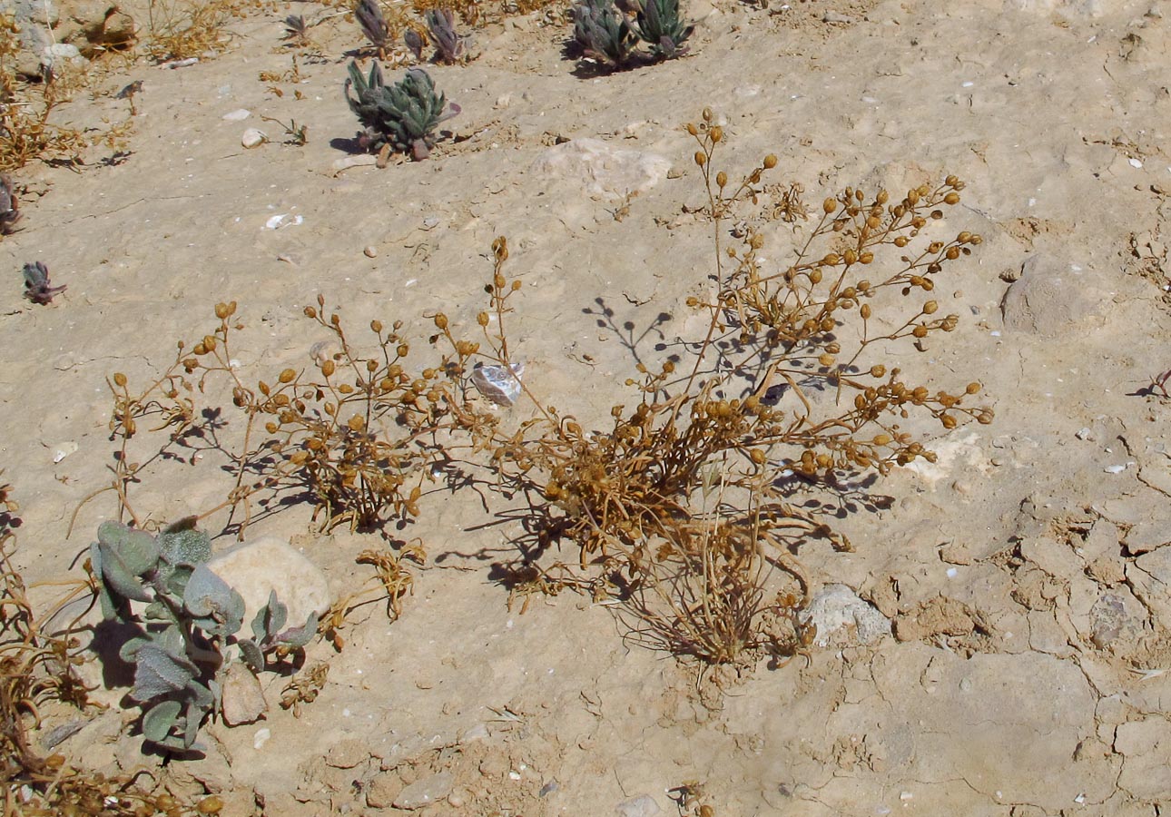 Image of Spergularia diandra specimen.