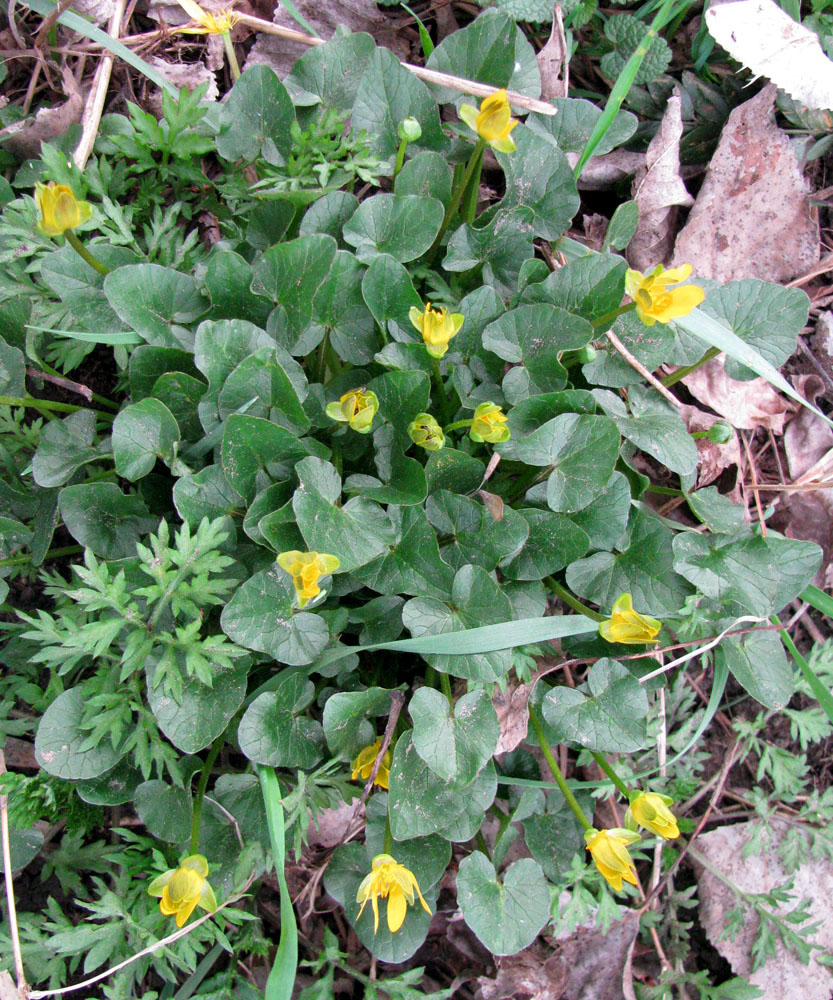 Image of Ficaria calthifolia specimen.