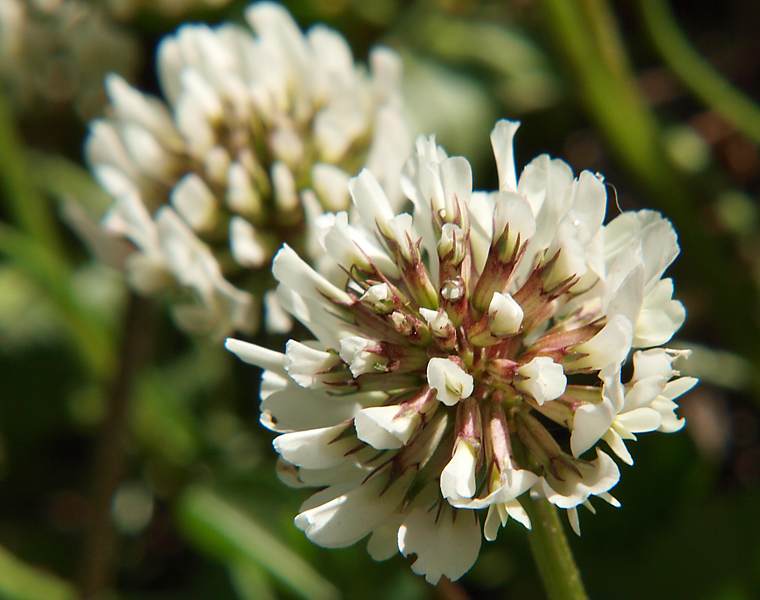 Image of Trifolium repens specimen.