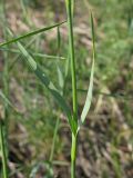 Dianthus andrzejowskianus