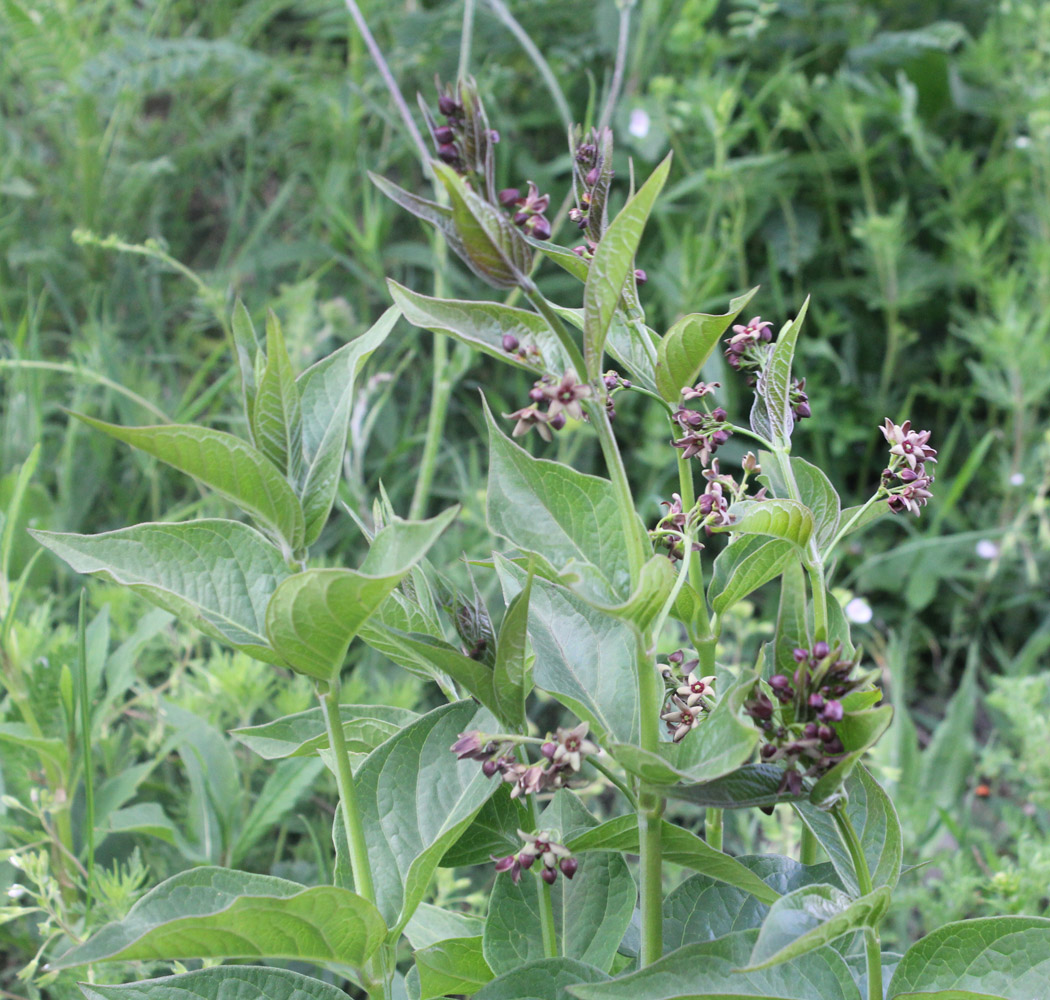 Image of Vincetoxicum scandens specimen.