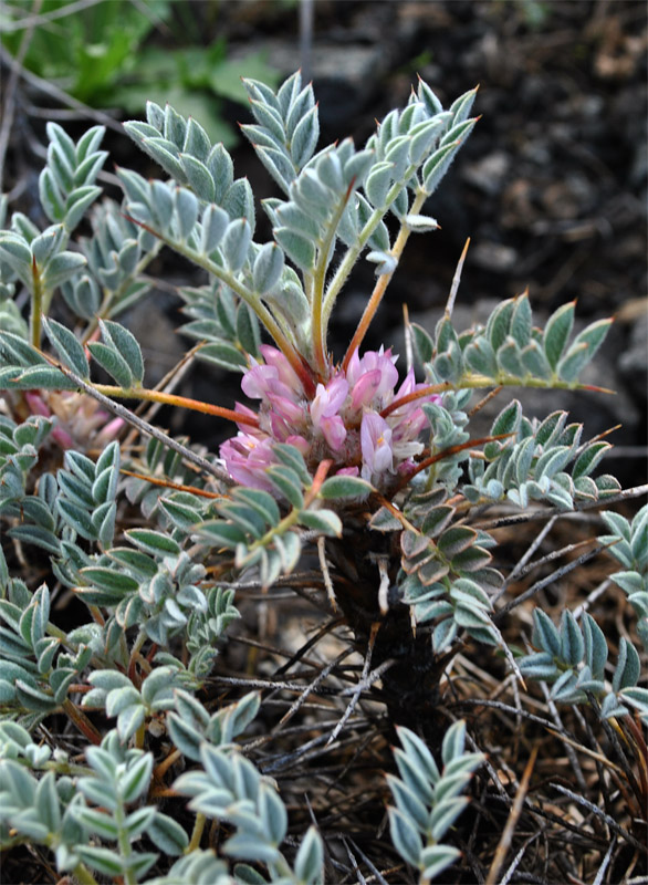 Image of Astragalus meyeri specimen.