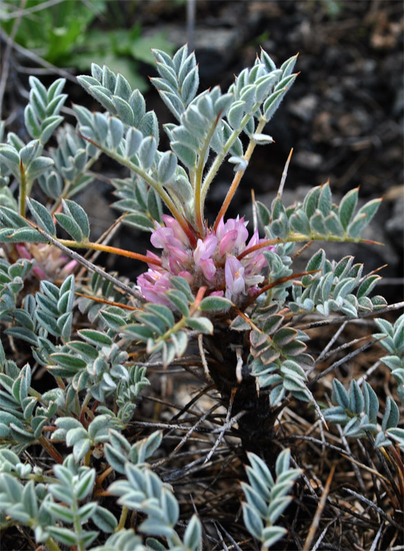 Изображение особи Astragalus meyeri.