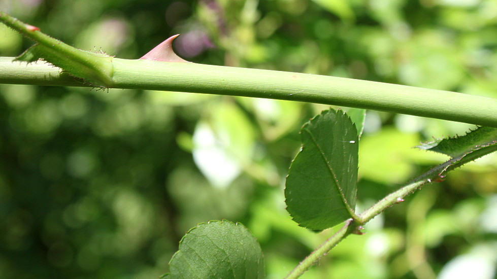 Image of Rosa setipoda specimen.