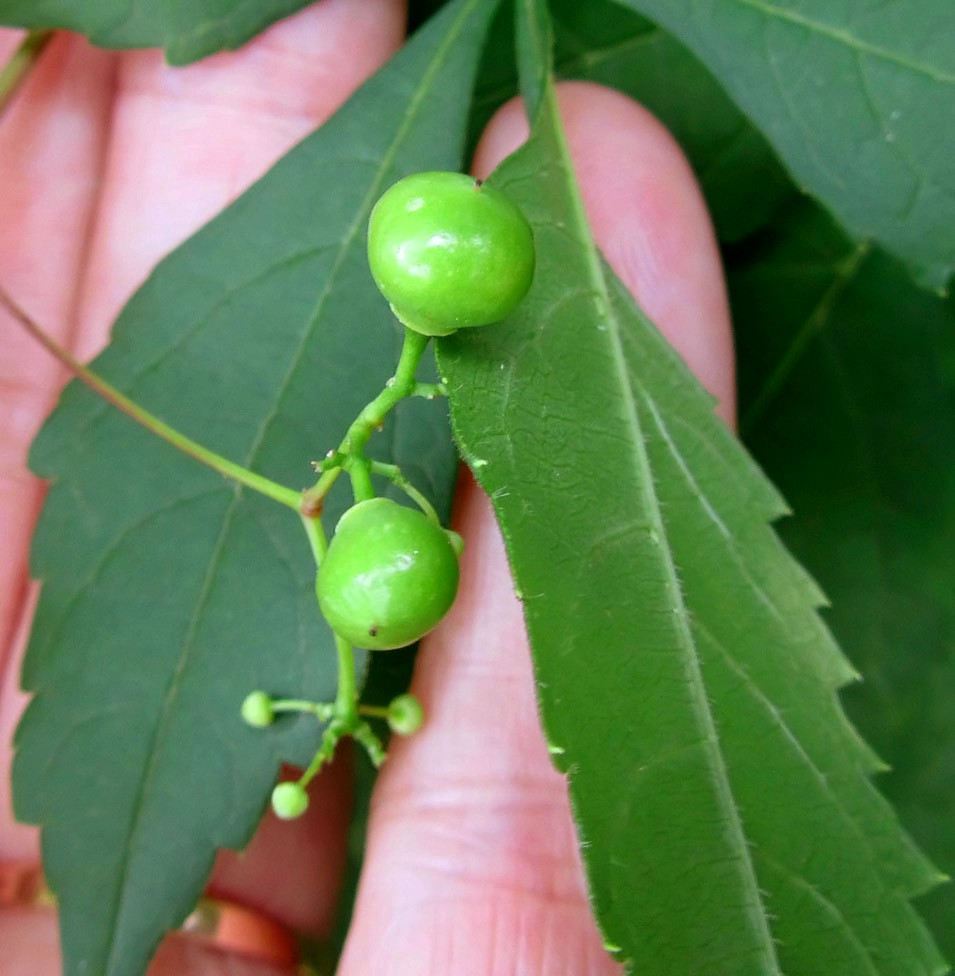 Image of Ampelopsis aconitifolia specimen.