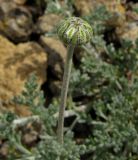 Anthemis tranzscheliana