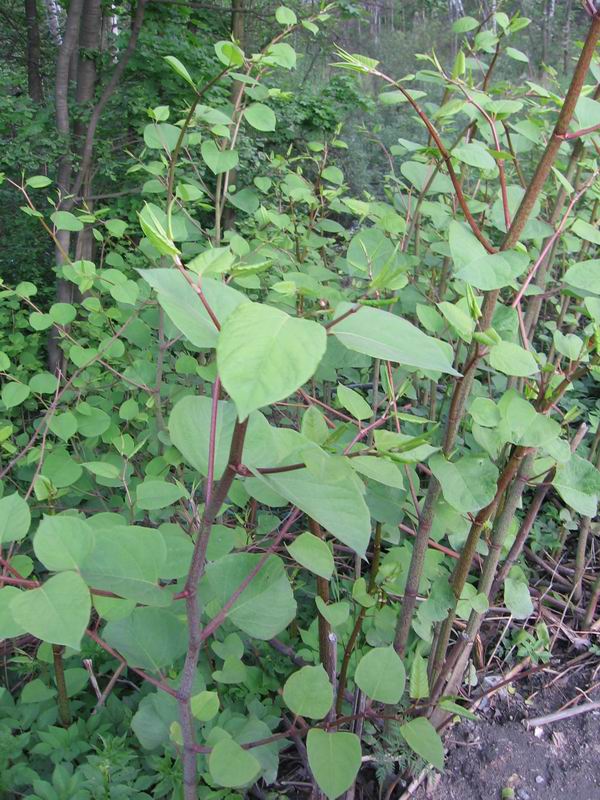 Image of Reynoutria japonica specimen.