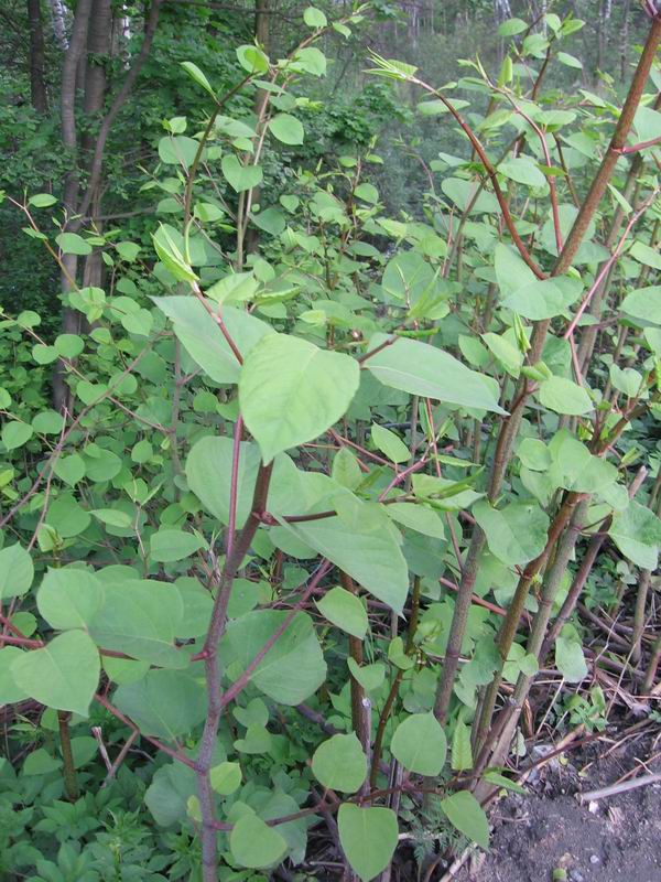 Изображение особи Reynoutria japonica.