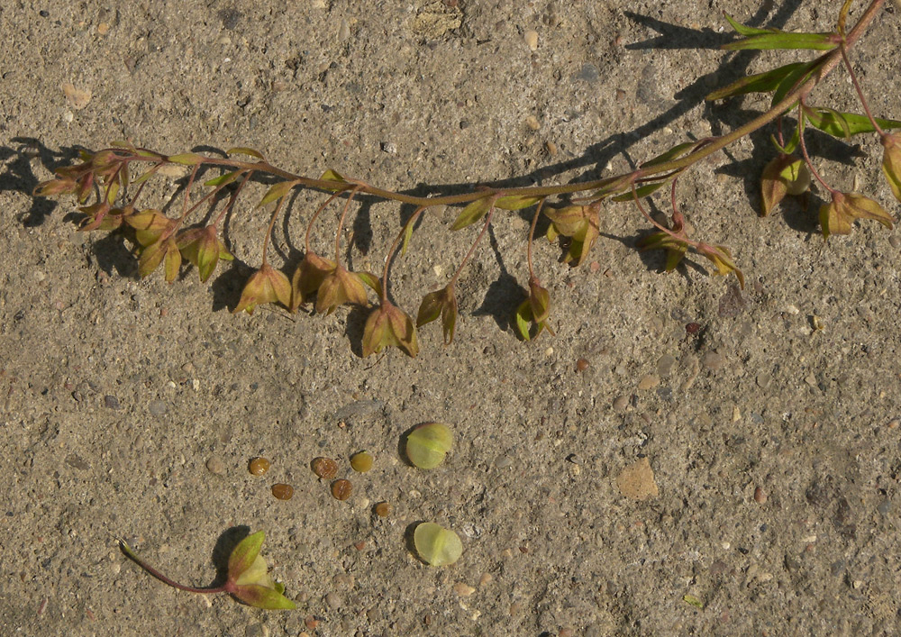 Image of Veronica caucasica specimen.