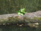 Plantago major. Цветущее растение на упавшем стволе дерева. Крым, Симферополь, р. Славянка. 26 июля 2013 г.