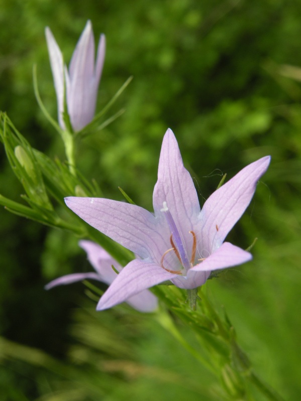 Image of Campanula rapunculus specimen.