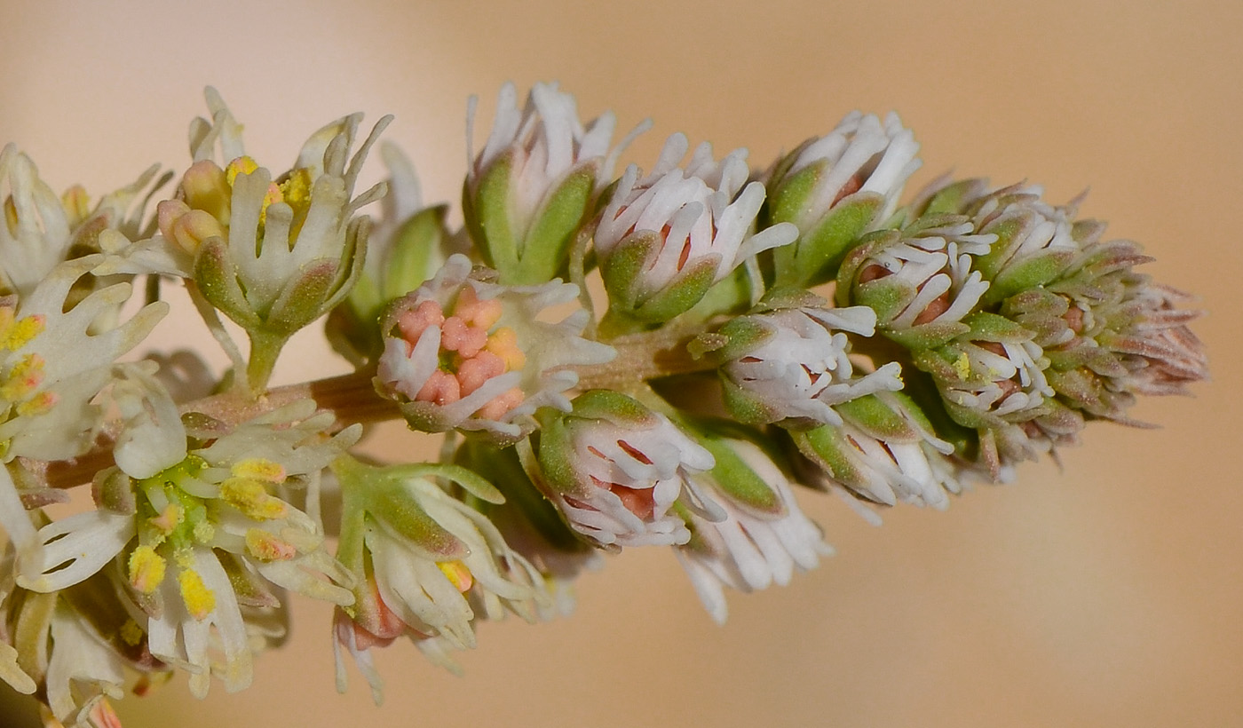 Image of Reseda alba ssp. decursiva specimen.