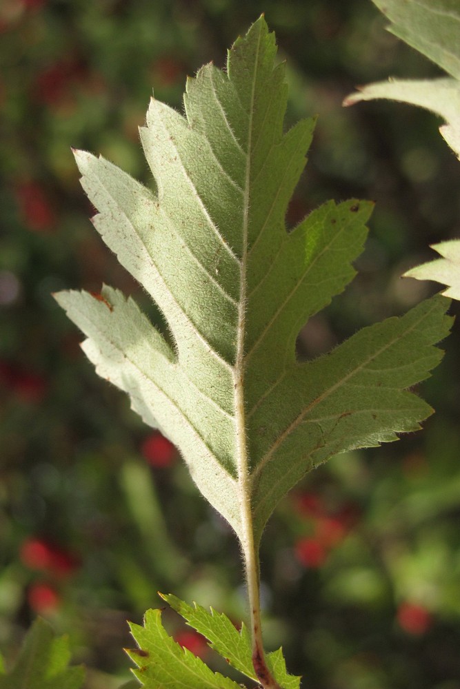 Изображение особи Crataegus sphaenophylla.