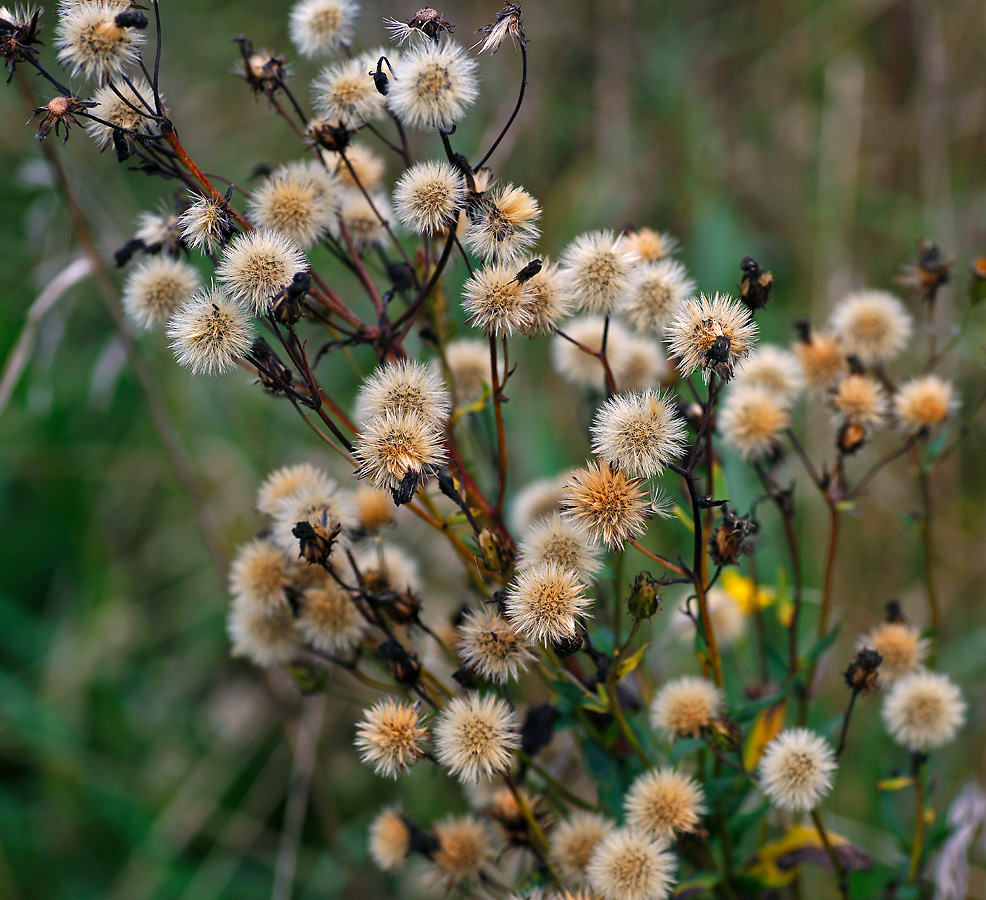 Image of Hieracium umbellatum specimen.