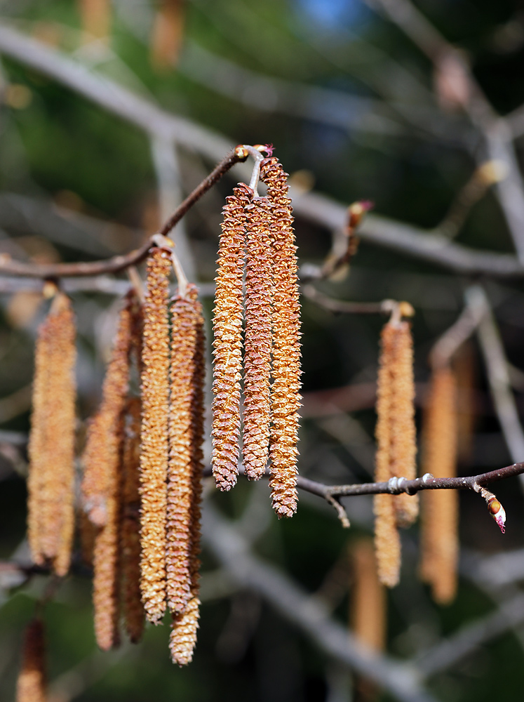 Изображение особи Corylus avellana.