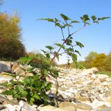 Clematis vitalba