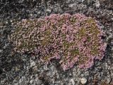 Loiseleuria procumbens