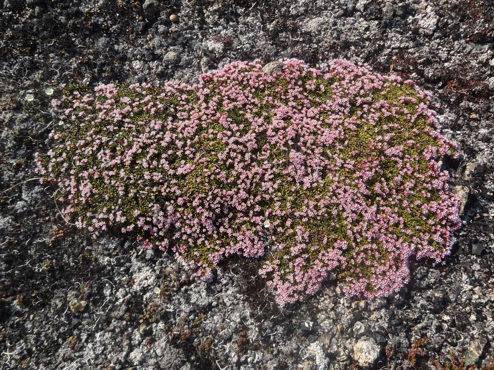 Изображение особи Loiseleuria procumbens.
