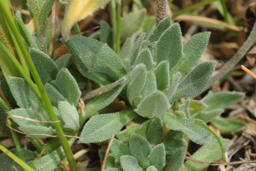 Image of Draba cana specimen.