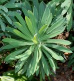 Euphorbia characias ssp. wulfenii