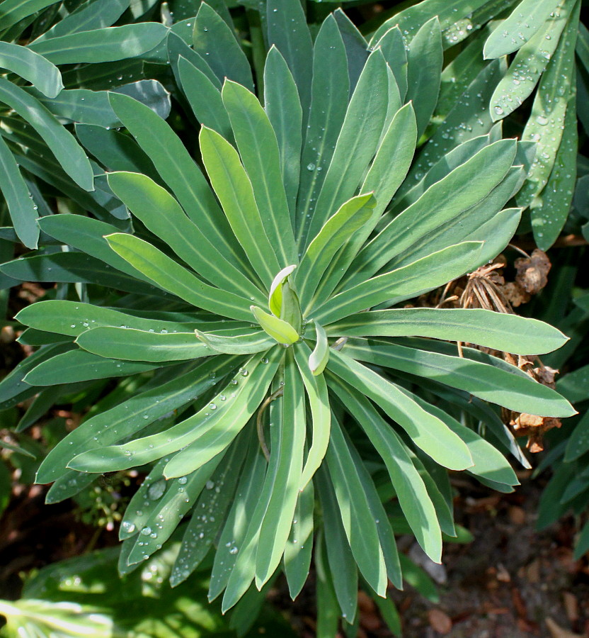 Image of Euphorbia characias ssp. wulfenii specimen.