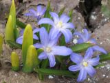 genus Chionodoxa. Цветущие растения. Камчатский край, Петропавловска-Камчатского городской округ, интродукционный питомник. 24.05.2013.