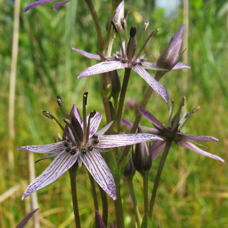 Image of Swertia perennis specimen.