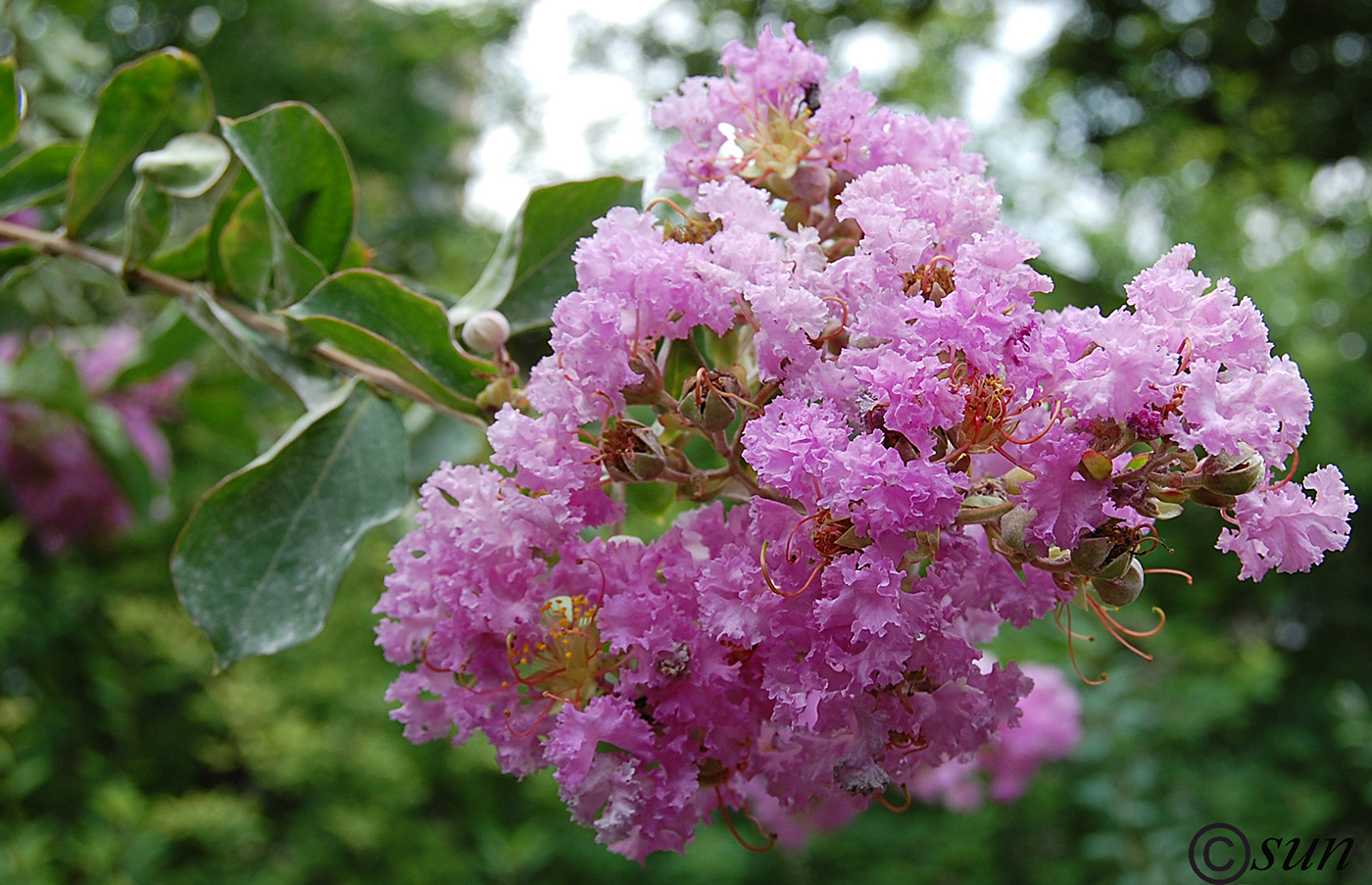 Image of Lagerstroemia indica specimen.