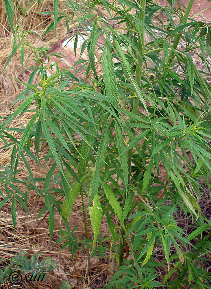 Image of Cannabis sativa var. spontanea specimen.