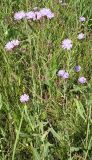 Lactuca tatarica