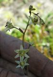 Zigadenus sibiricus