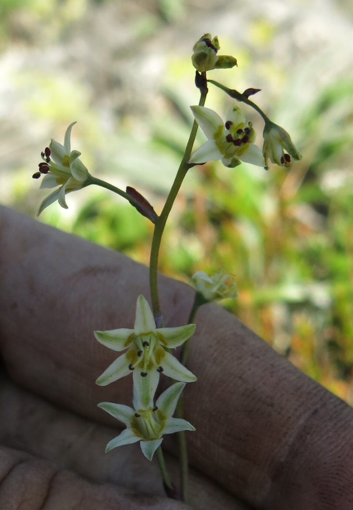 Изображение особи Zigadenus sibiricus.