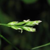 Poa compressa