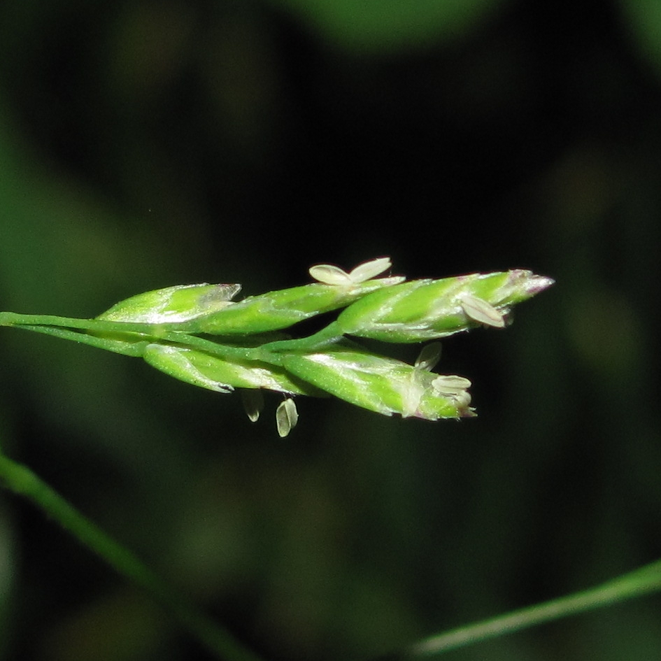 Image of Poa compressa specimen.