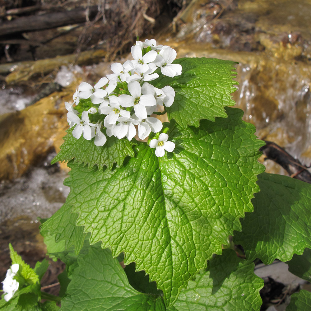 Image of Alliaria petiolata specimen.